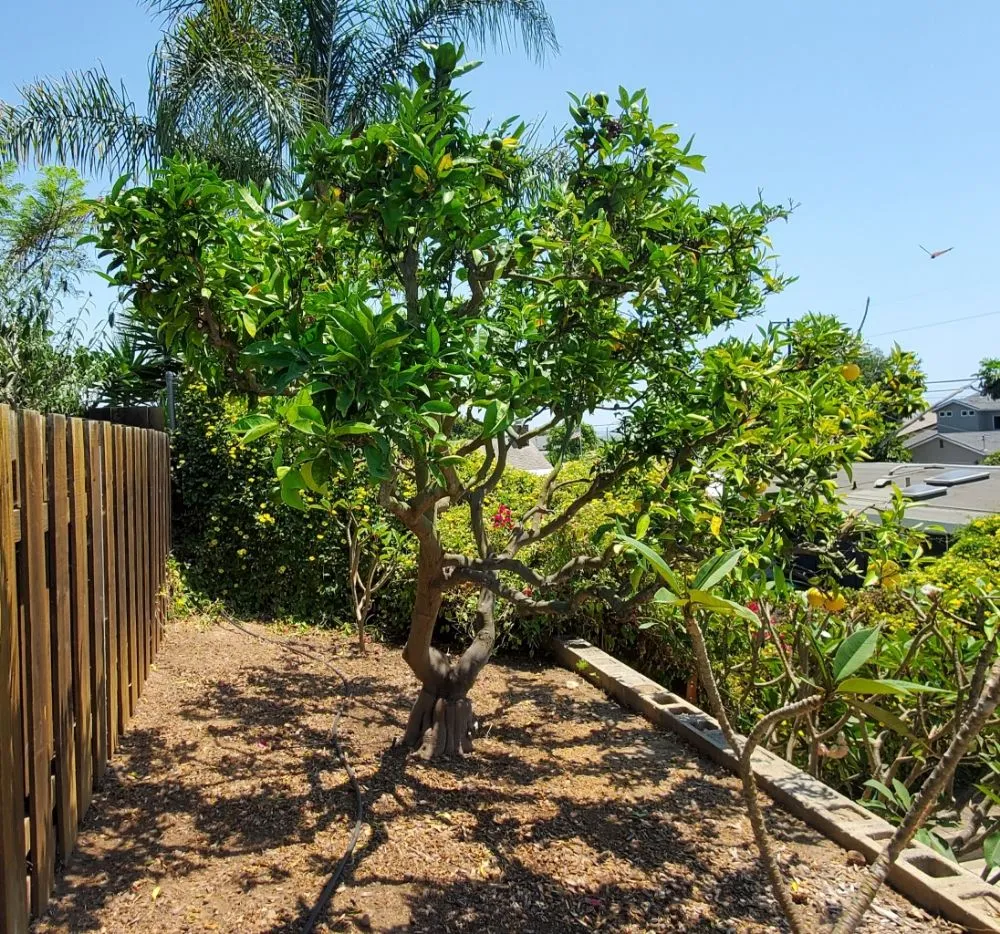 Local outdoor landscaping experts serving El Cajon, CA - Sebastian's Landscape