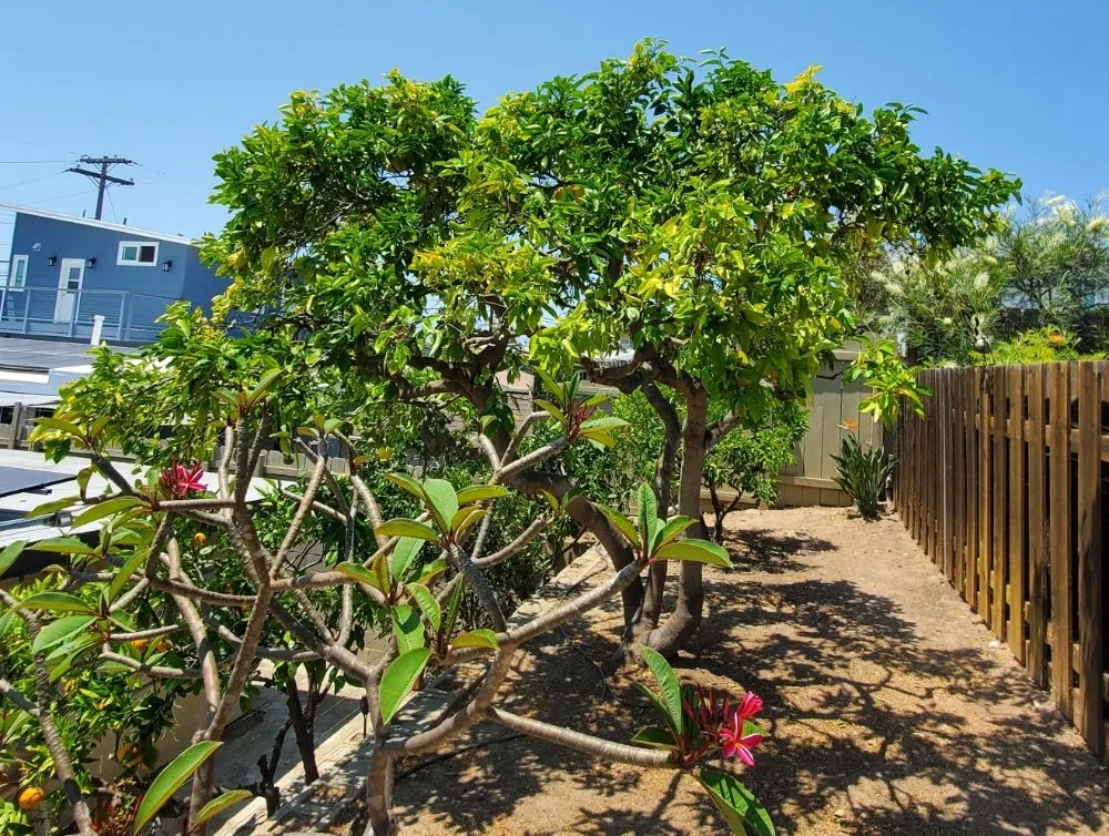 Local yard cleanup service for beautiful yards in El Cajon, CA by Sebastian's Landscape