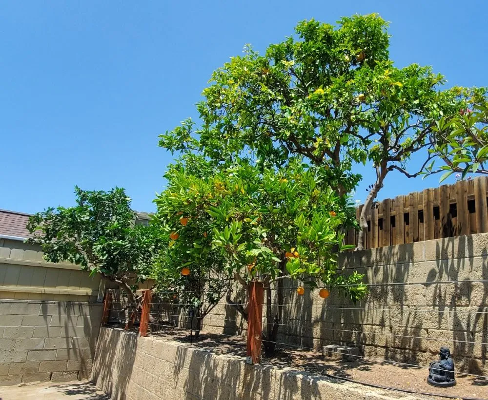 Reliable residential landscaping near you across El Cajon, CA - Sebastian's Landscape