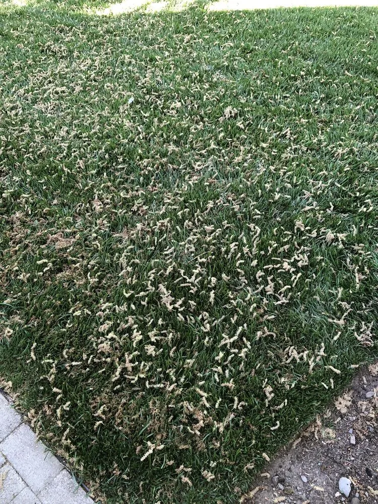 Reliable yard cleanup service for year-round maintenance in Eagle Point, OR by Sebastian's Landscaping