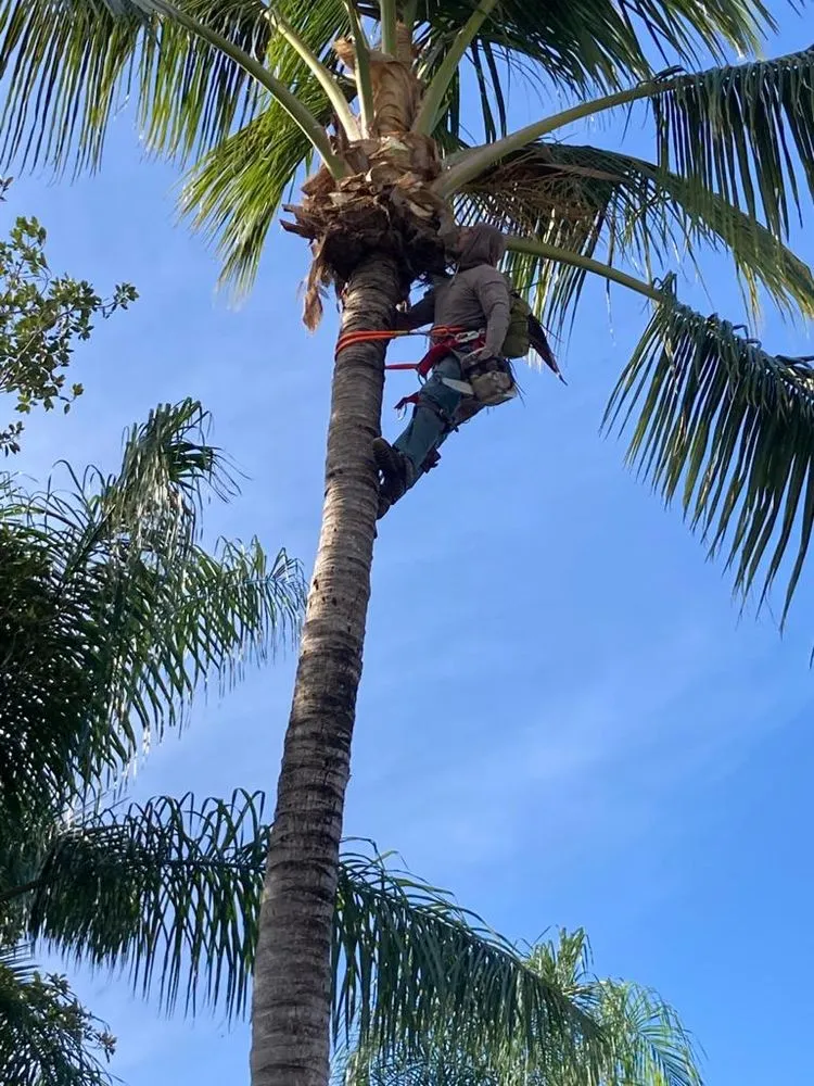 Trusted lawn care service in Indiantown, FL by Sebastians Tropical Landscape & Design