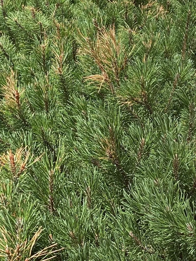 Top-rated landscape design for beautiful yards across Bolingbrook, IL - Sebert Landscaping