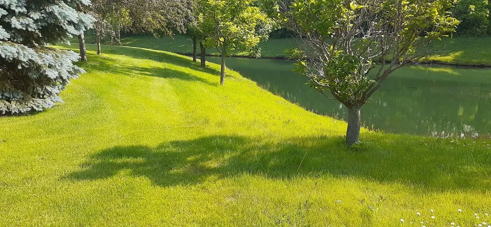 Affordable yard cleanup service in Naperville, IL - Sebert Landscaping