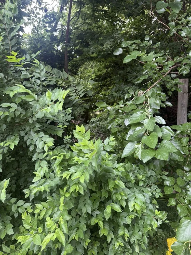 Affordable lawn mowing service in Chicago, IL - Second Chance Landscape