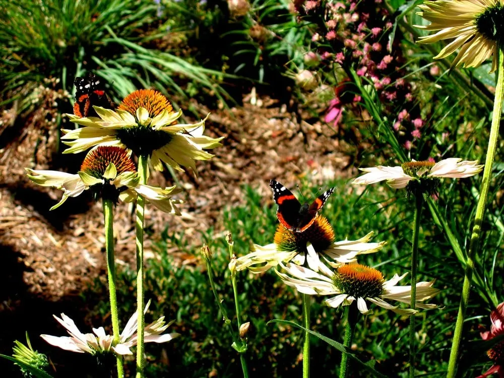 Professional landscape installation experts serving San Francisco, CA - Second Nature Design