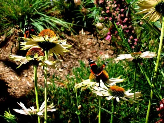 Second Nature Design Logo