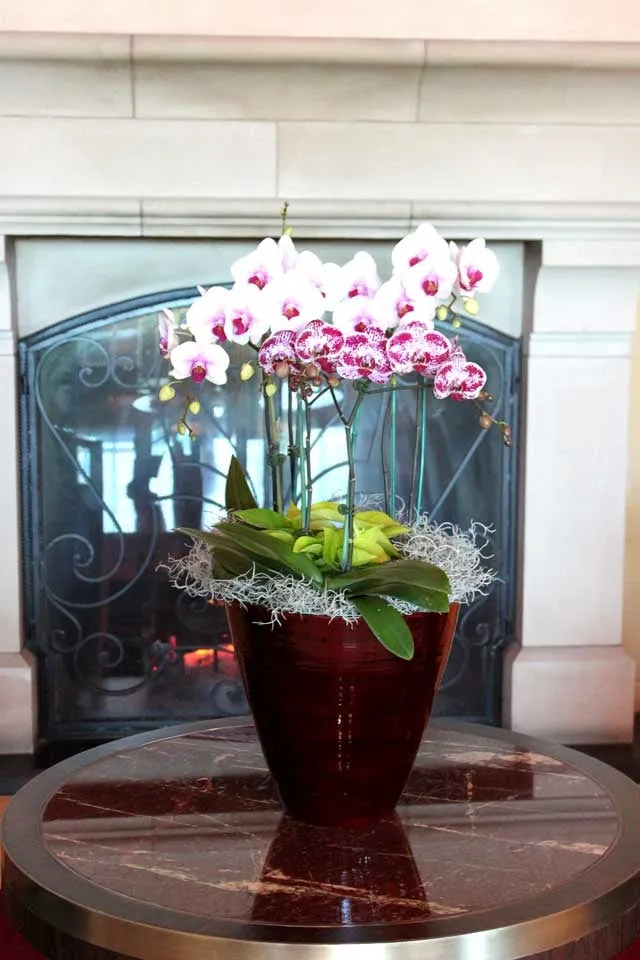 Top-rated garden landscaping in Cotati, CA - Second Nature Interior Plant Company