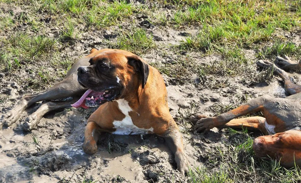 Top-rated residential landscaping for beautiful yards across Virginia Beach, VA - Second Nature Landscaping & Guaranteed Greener Grass