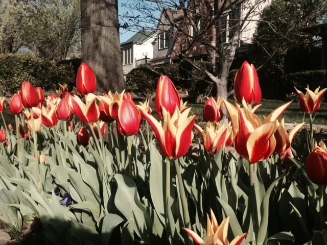 Expert lawn mowing service with custom design across Oklahoma City, OK - Second Nature Lawn and Landscape