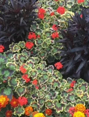 Trusted yard cleanup service in McKinney, TX - Secret Gardens