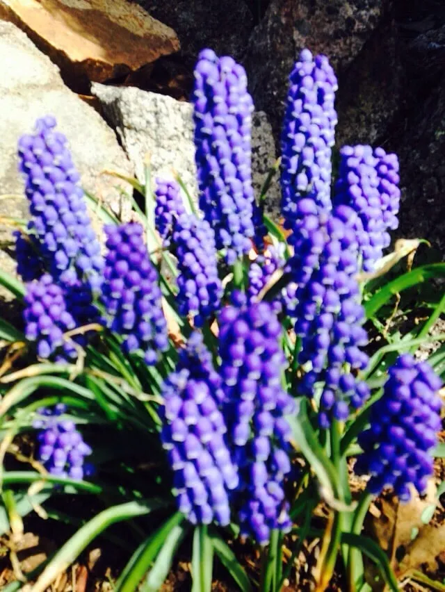 Local lawn care service in Rockport, MA by Secret Gardens