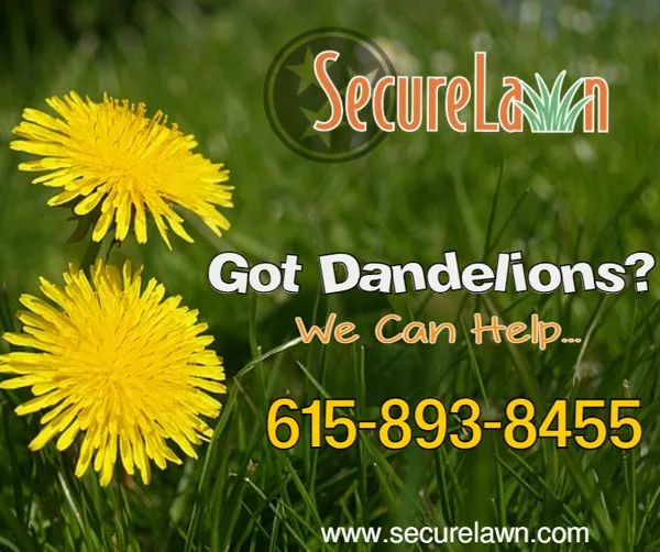 Reliable yard cleanup service in Murfreesboro, TN - Secure Lawn