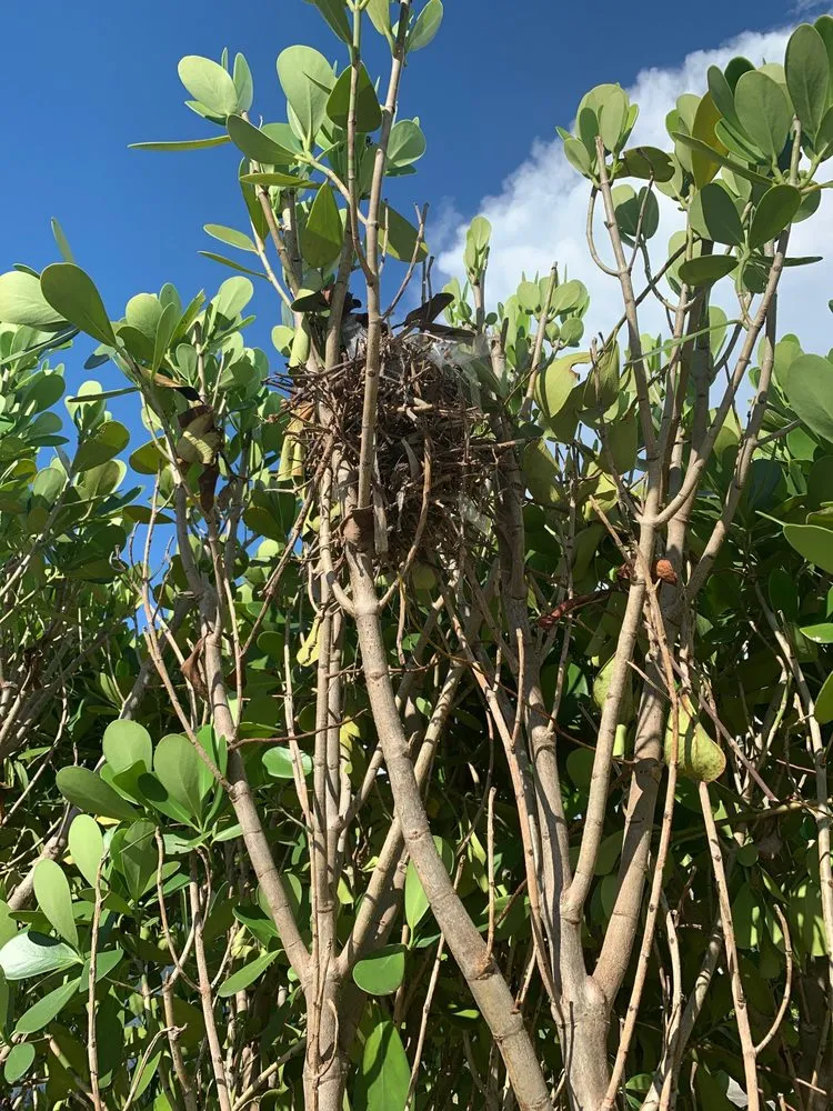 Trusted landscaping services in Naples, FL - SecureEye Homewatch Services