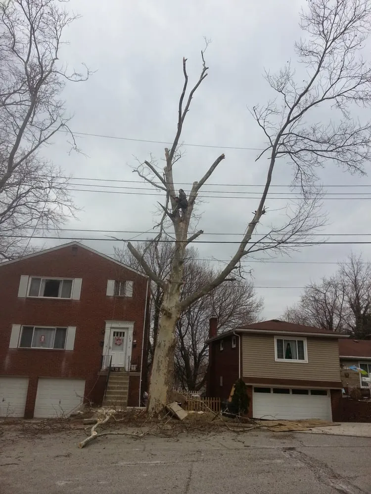 Trusted yard cleanup service experts serving Pittsburgh, PA - Sedgwick Land and Limb