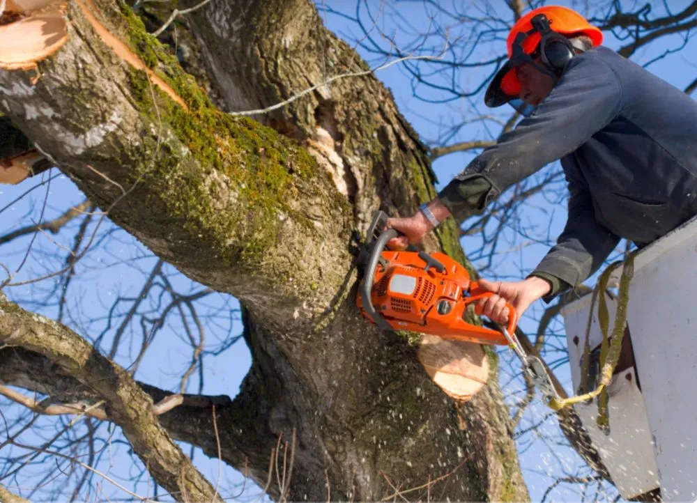 Affordable landscaping services for year-round maintenance in Lower Frederick Township, PA by Sedgwick Landscaping