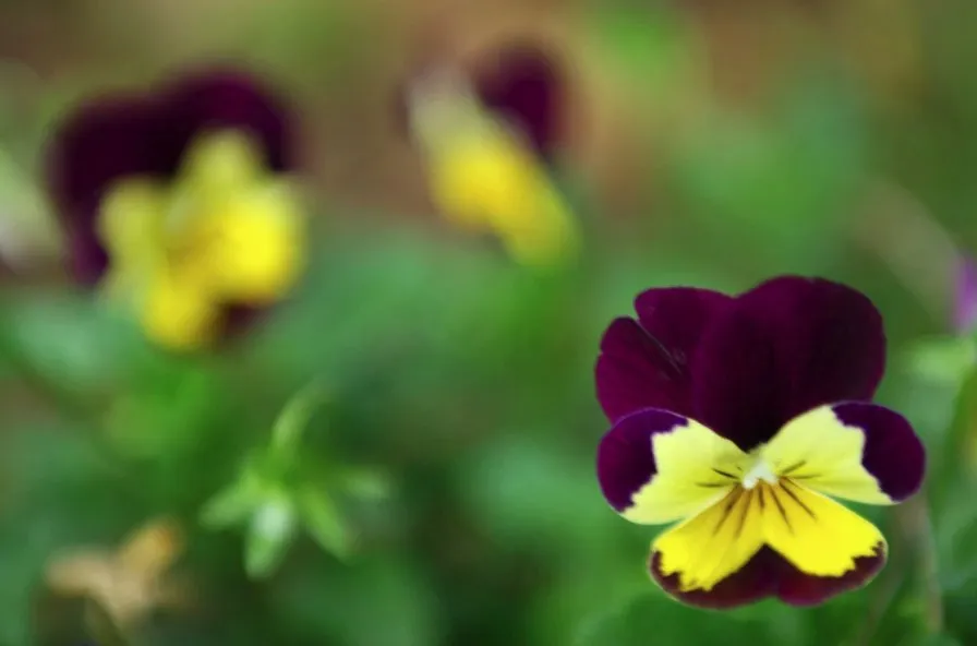 Custom yard maintenance in Cottonwood, AZ by Sedona New Earth Landscaping