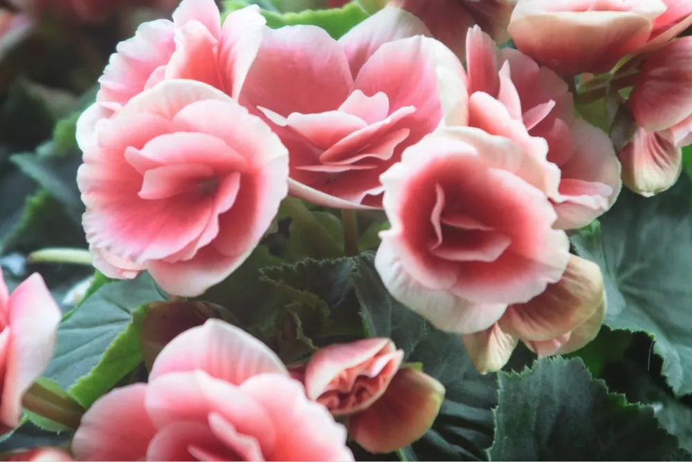 Professional lawn mowing service in Cottonwood, AZ - Sedona New Earth Landscaping