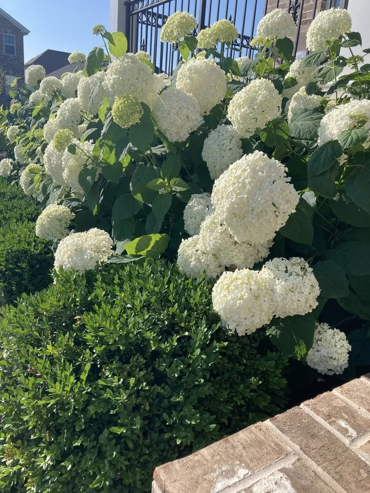 Trusted residential landscaping in Lexington, KY by See Green