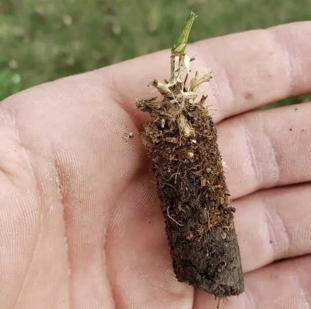 Local garden landscaping experts serving Lexington, KY - See Green