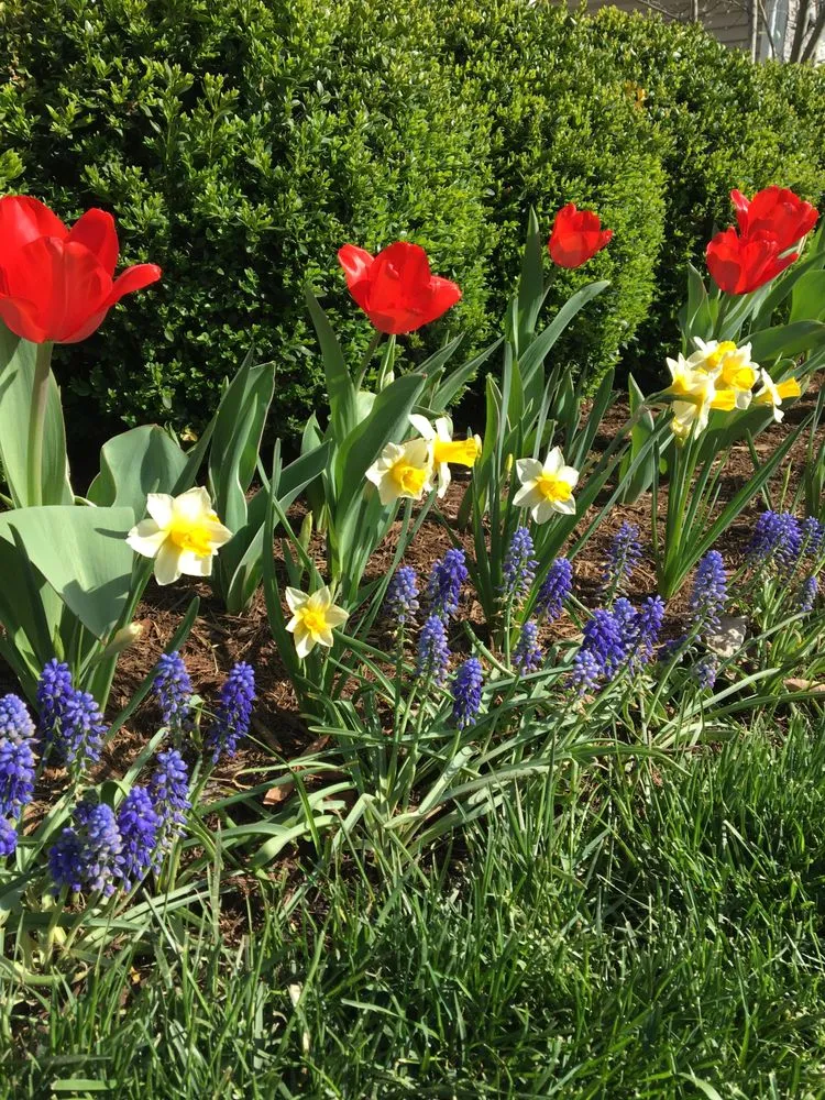 Affordable outdoor landscaping for residential properties across Lexington, KY - See Green