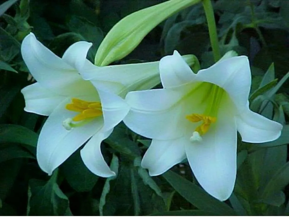 Trusted landscape design in Shelton, CT - Seed & Stone