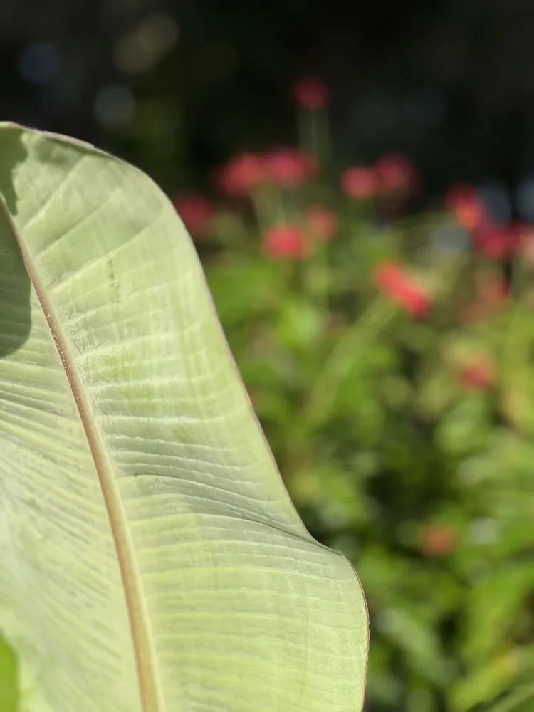 Trusted outdoor landscaping in Wauchula, FL by Seed 2 Soul