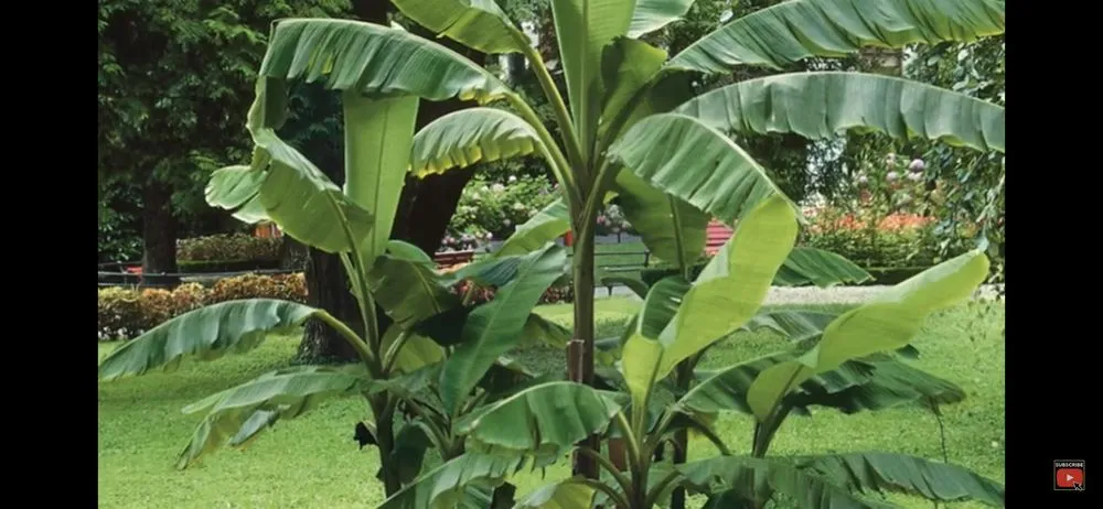 Trusted landscaping services for homes in Wauchula, FL by Seed 2 Soul