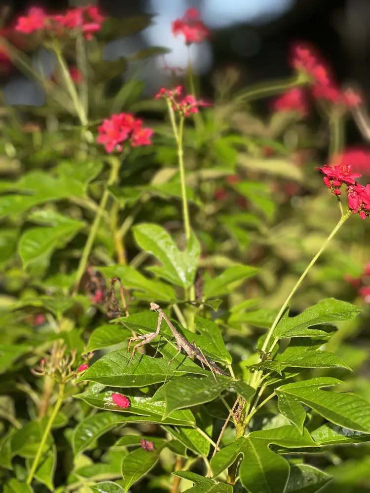 Trusted lawn mowing service in Wauchula, FL - Seed 2 Soul