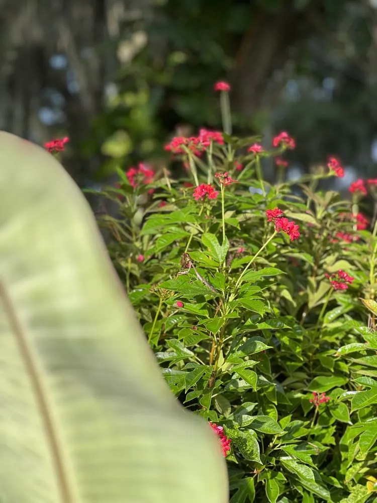 Professional residential landscaping for homes across Wauchula, FL - Seed 2 Soul