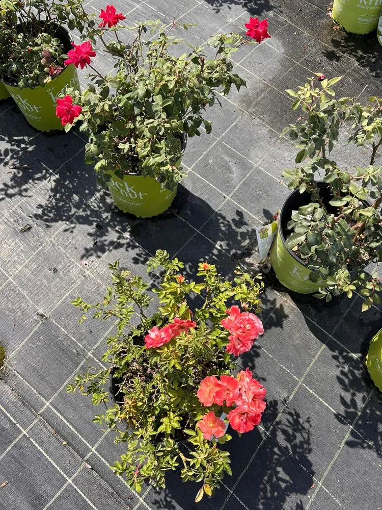 Professional landscape design experts serving Wauchula, FL - Seed 2 Soul