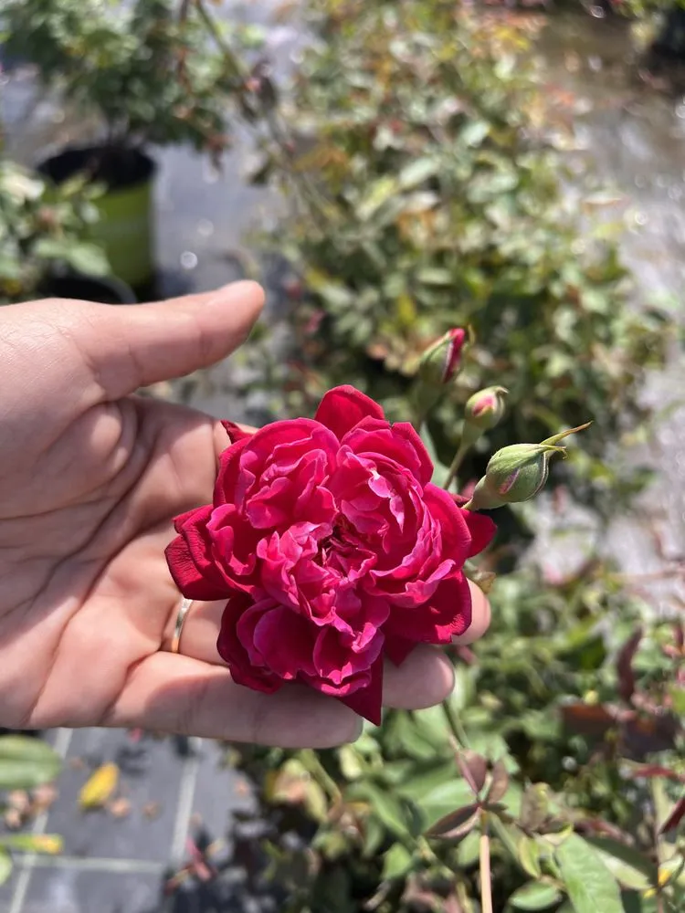 Reliable landscaping services with custom design in Wauchula, FL by Seed 2 Soul