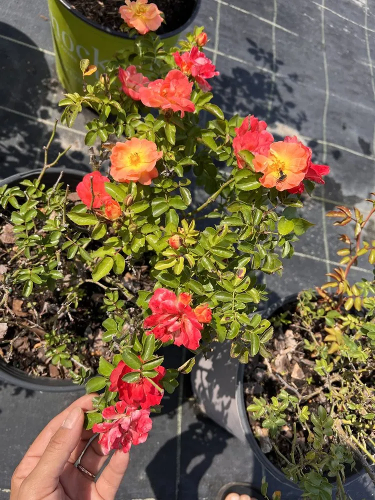 Reliable yard maintenance in Wauchula, FL by Seed 2 Soul