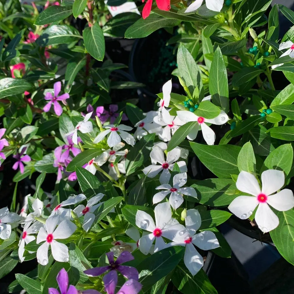 Local yard maintenance in Wauchula, FL by Seed 2 Soul