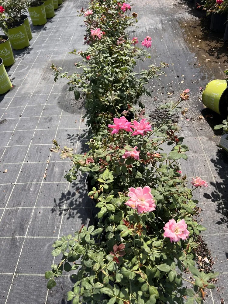 Reliable residential landscaping experts serving Wauchula, FL - Seed 2 Soul