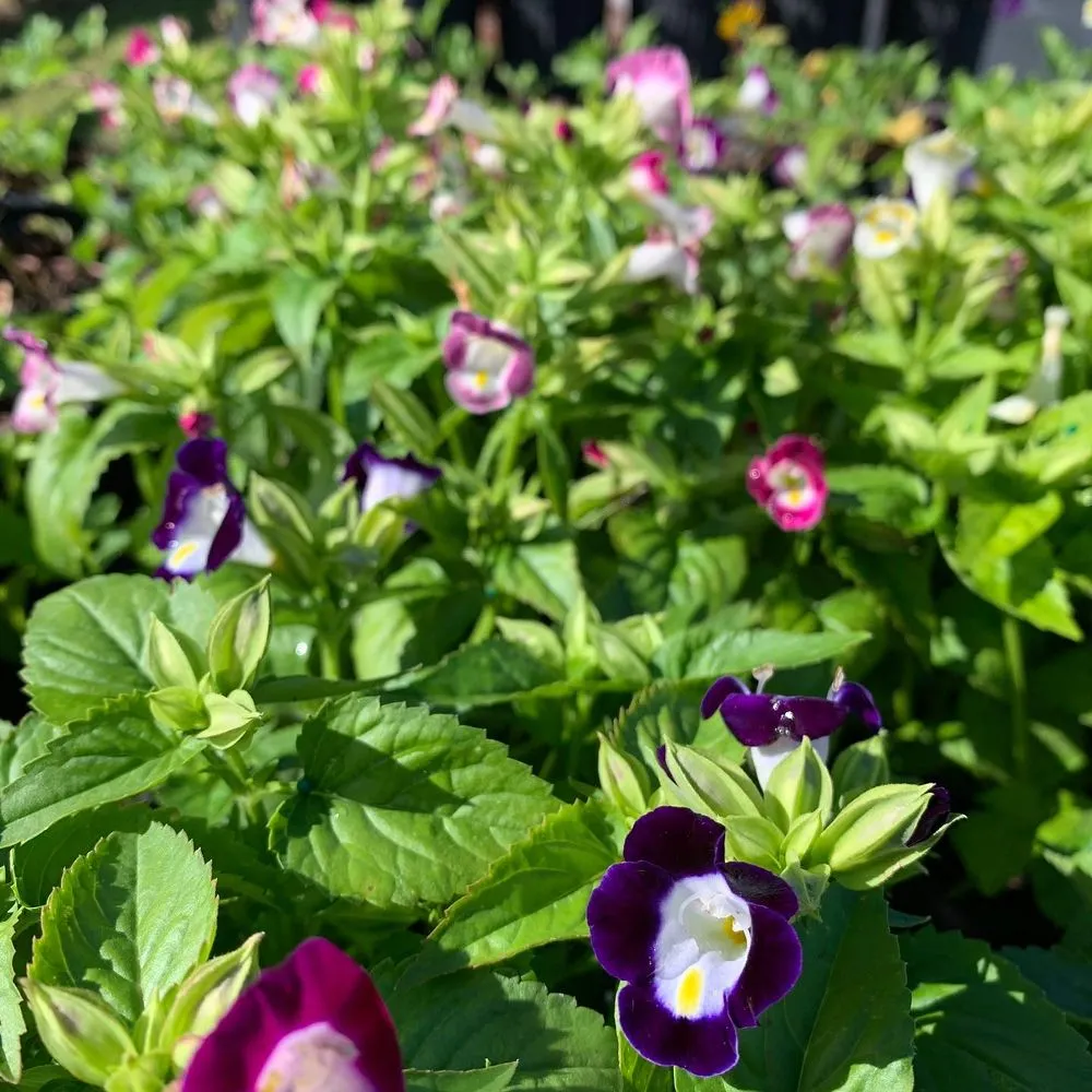 Reliable lawn care service in Wauchula, FL by Seed 2 Soul