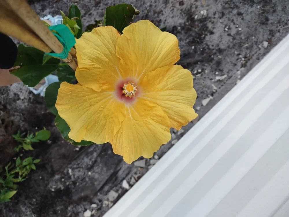 Expert lawn care service for outdoor upgrades in Wauchula, FL by Seed 2 Soul