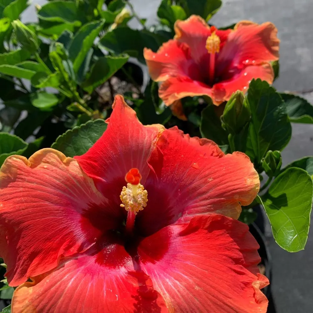 Custom landscape installation in Wauchula, FL by Seed 2 Soul