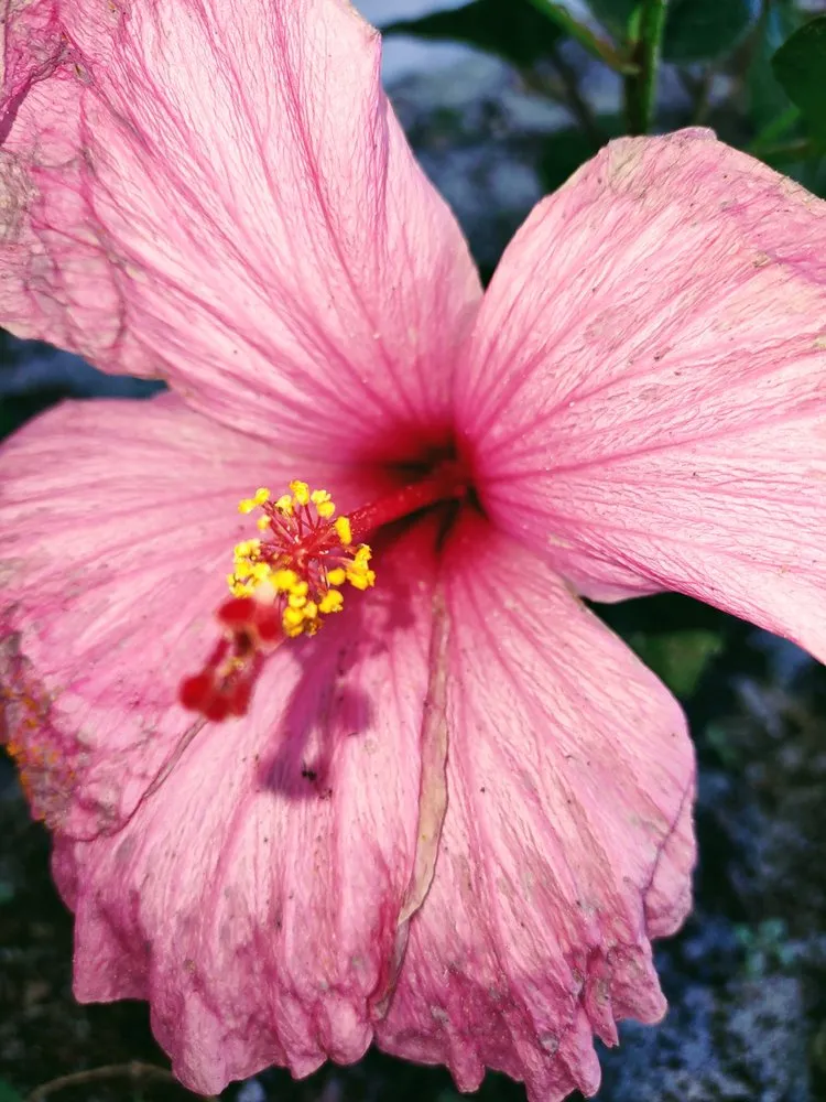 Expert landscape installation with custom design in Wauchula, FL by Seed 2 Soul