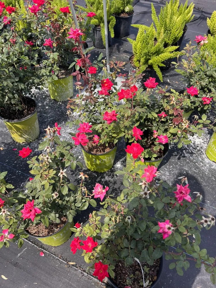 Reliable lawn mowing service in Wauchula, FL - Seed 2 Soul