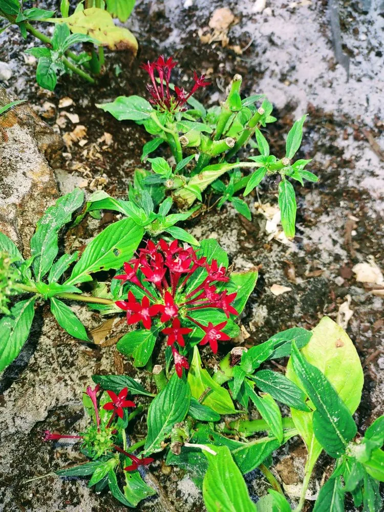 Professional landscaping services for residential properties across Wauchula, FL - Seed 2 Soul