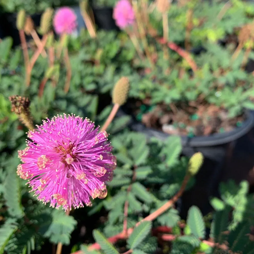 Trusted landscape design in Wauchula, FL by Seed 2 Soul