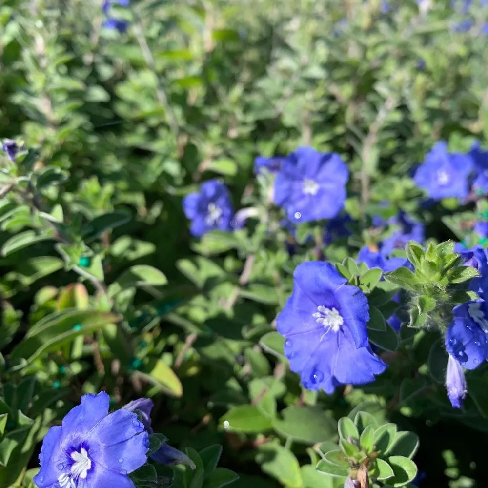 Trusted lawn care service in Wauchula, FL by Seed 2 Soul