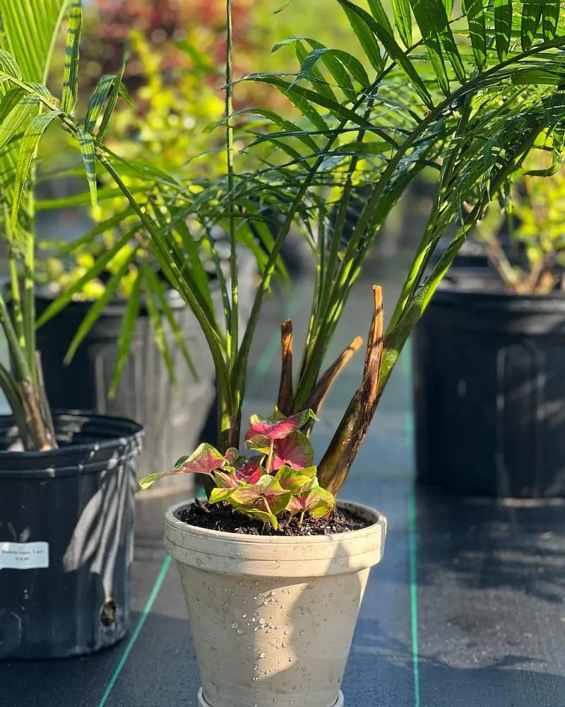 Reliable landscape installation for outdoor upgrades in Wauchula, FL by Seed 2 Soul