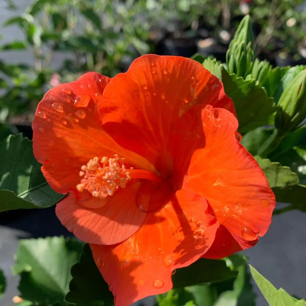 Professional yard maintenance in Wauchula, FL - Seed 2 Soul