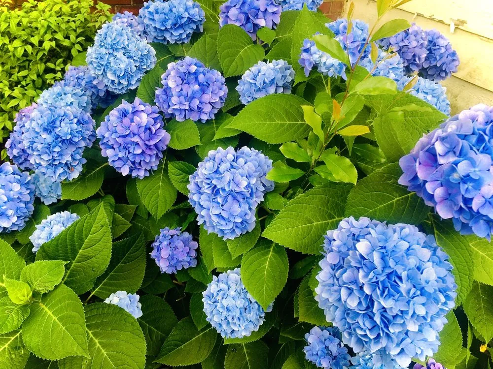 Professional lawn care service near you across Wilmington, NC - Seed and Spark Landscaping