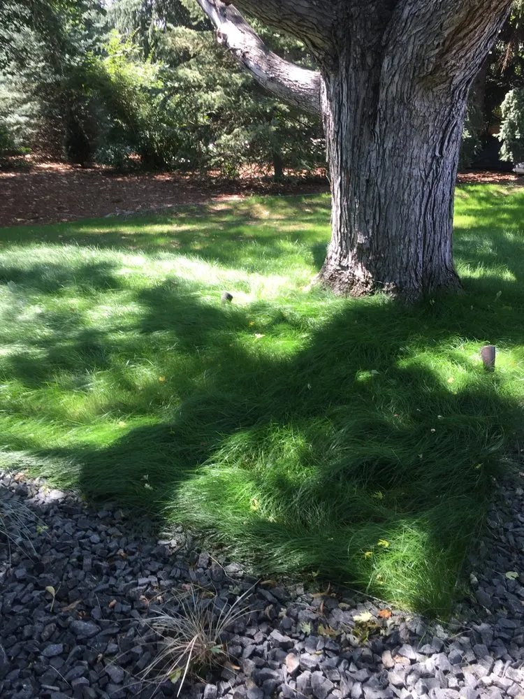 Custom lawn care service in Golden, CO by Seed Sprayers