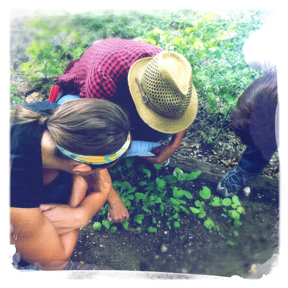 Trusted landscaping services experts serving Austin, TX - Seedlings Landscape Design Build