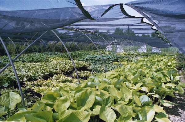 Seely's Landscape Nursery