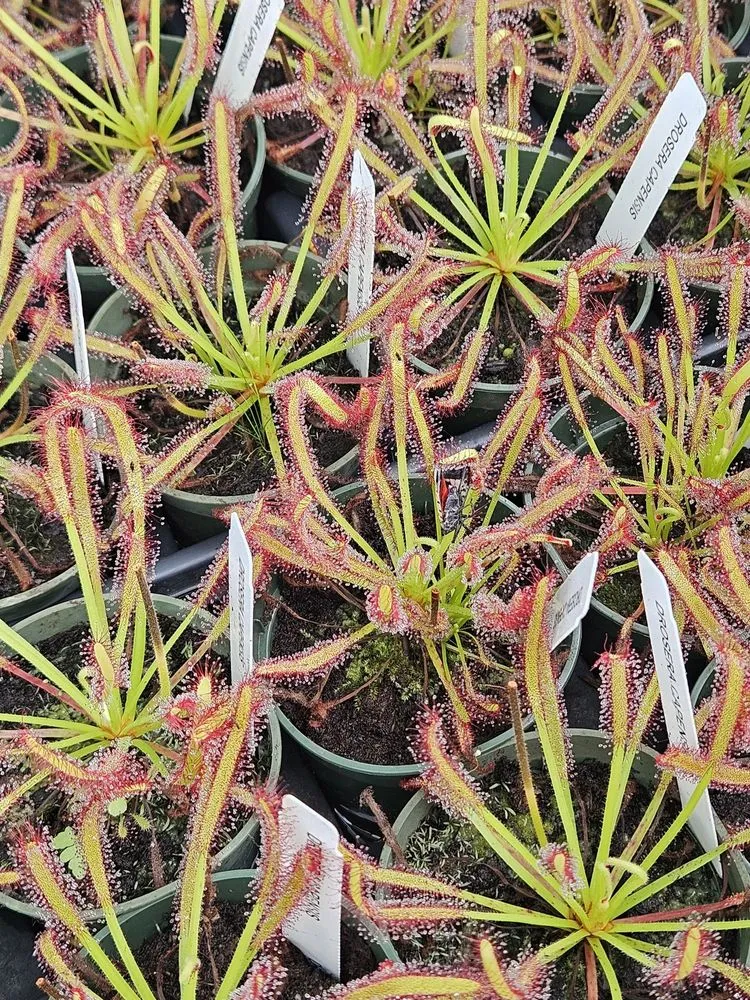 Trusted landscape installation for homes across Saint James, NY - Seemore Carnivorous Gardens