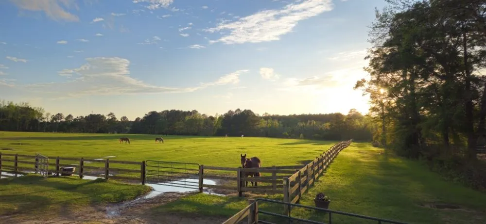Top-rated landscape design in Myrtle Beach, SC - SEF Landscaping And Irrigation